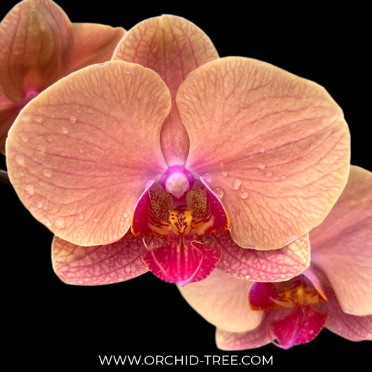 Phalaenopsis Yushan Berry Orchid Plant - BS