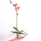 Phalaenopsis Yushan Berry Orchid Plant - FF