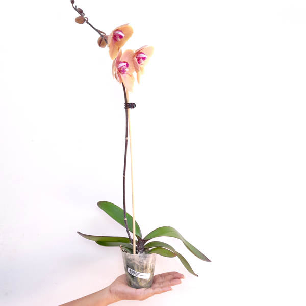 Phalaenopsis Yushan Berry Orchid Plant - BS