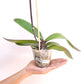 Phalaenopsis Yushan Berry Orchid Plant - FF