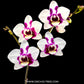 Phalaenopsis Yushan Little Ruby - FF