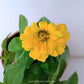 Zinnia | with flowers