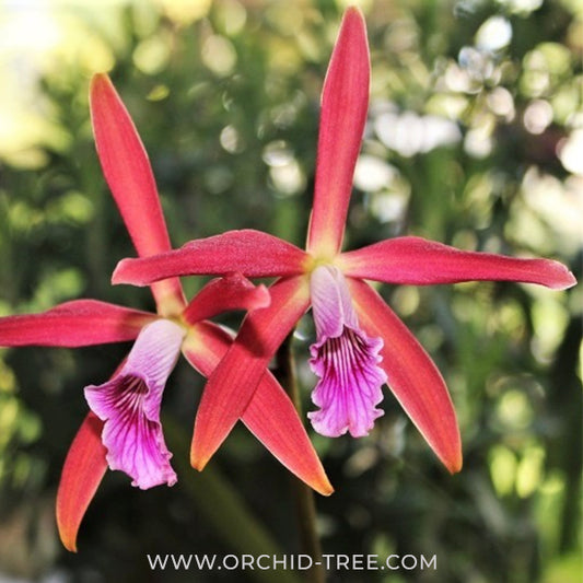 Cattleya Zip Orchid Plant - MS
