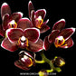 Phalaenopsis Zuma Pixie x Taida Pearl ’ES’ - FF