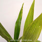 Zygonesia Murasaki Komachi Orchid Plant - BS