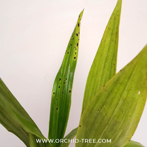 Zygonesia Murasaki Komachi Orchid Plant - BS