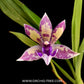 Zygopetalum 'Impasto Blue' Orchid Plant - BS
