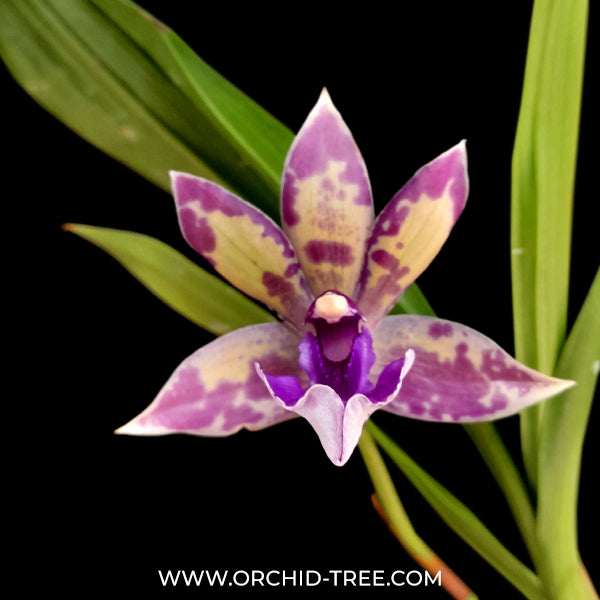 Zygopetalum 'Impasto Blue' Orchid Plant - BS