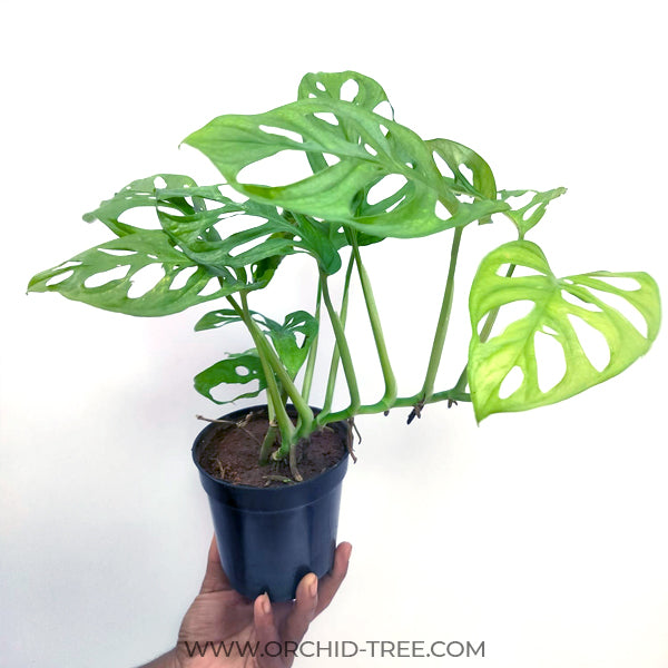 Monstera adansonii | Indoor Plant