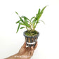 Ansellia africana sp. Orchid Plant - MS