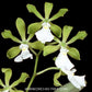 Encyclia cordigera alba sp. Orchid Plant - BS - Buy Orchids Plants Online by Orchid-Tree.com