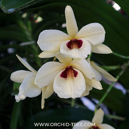 Dendrobium albosanguineum sp. Orchid Plant - BS