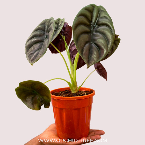 Alocasia Cuprea Red Secret