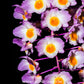 Dendrobium amabile Sp. - BS