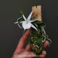 Angraecum didieri sp. Orchid Plant - SS - Buy Orchids Plants Online by Orchid-Tree.com