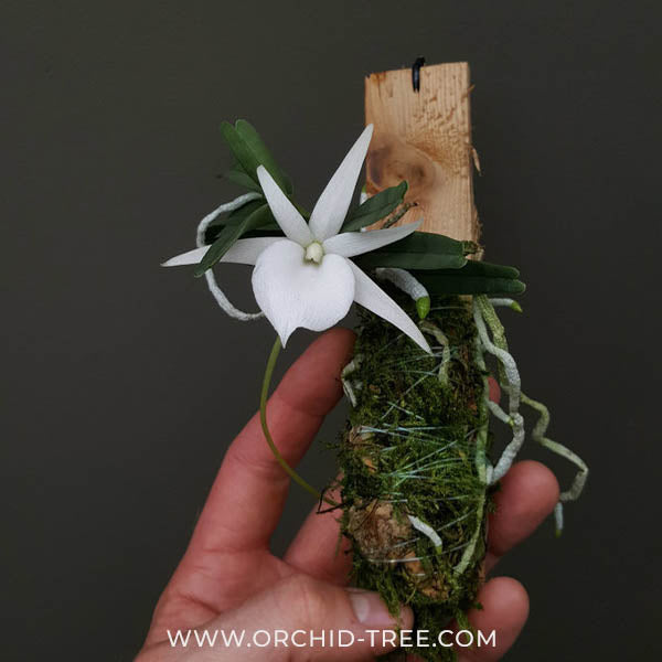 Angraecum didieri sp. Orchid Plant - SS - Buy Orchids Plants Online by Orchid-Tree.com
