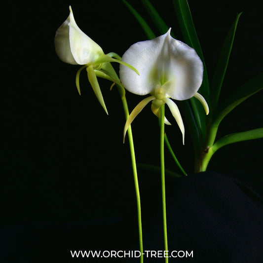 Angraecum Longiscott Orchid - BS