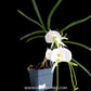 Angraecum Longiscott Orchid - BS