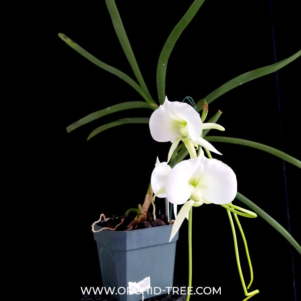 Angraecum Longiscott Orchid - BS