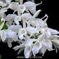 Dendrobium anosmum var. alba - BS