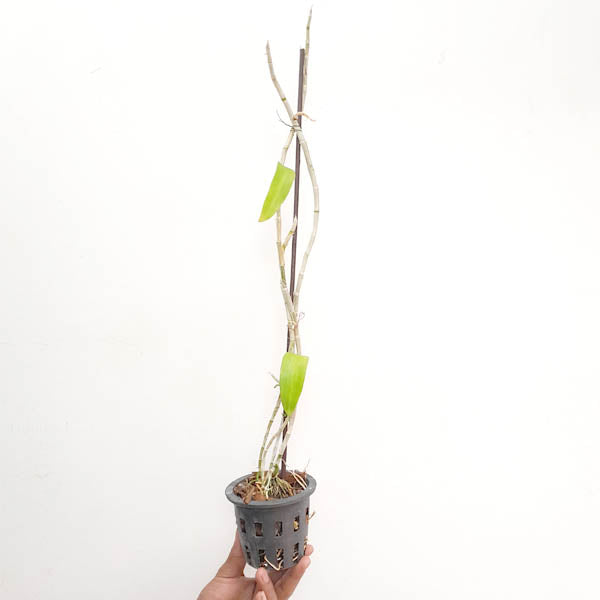 Dendrobium anosmum var. alba - BS