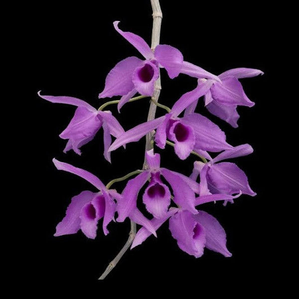Dendrobium anosmum sp. - BS - Buy Orchids Plants Online by Orchid-Tree.com