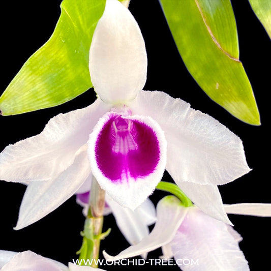 Dendrobium anosmum var. semi alba 'Dark Eye' - BS