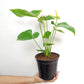 Anthurium White - BS