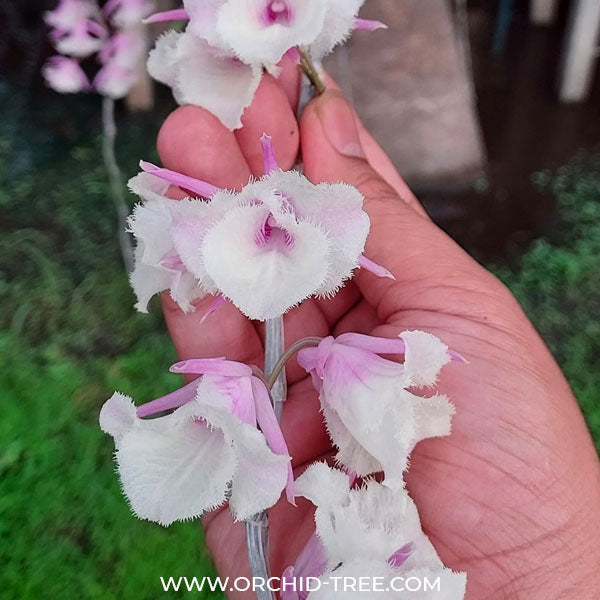 Dendrobium aphyllum trilabelo 'Shining Pink' - BS