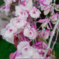 Dendrobium aphyllum trilabelo 'Shining Pink' - BS