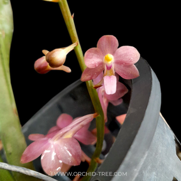 Ascocentrum ampullaceum sp. Orchid Plant - BS