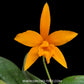 Cattleya aurantiaca x Netrasiri Beauty Orchid Plant - MS