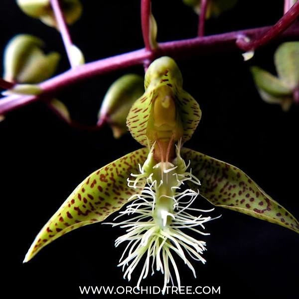 Catasetum barbatum Sp. Orchid plant- BS