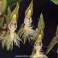 Catasetum barbatum Sp. Orchid plant- BS
