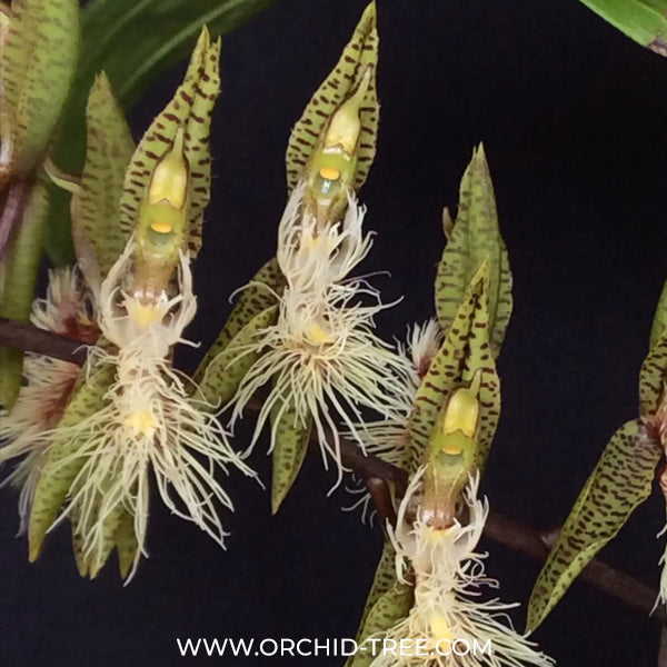 Catasetum barbatum Sp. Orchid plant- BS