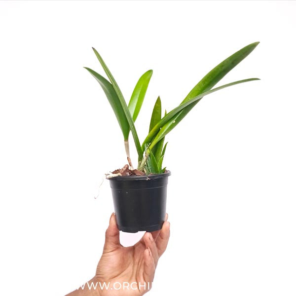 Cattleya (Bc.) Yuan Nan Star War Orchid Plant - BS - Buy Orchids Plants Online by Orchid-Tree.com
