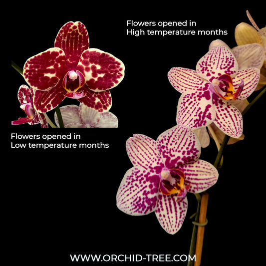 Phalaenopsis I-Hsin Adzuki Bean - FF