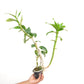 Dendrobium Betty Goto Orchid Plant - FF