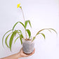 Spathoglottis Big Yellow- FF