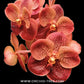 Vanda Somsri Gold x Bitz’s Heartthrob #1 Orchid Plant - MS