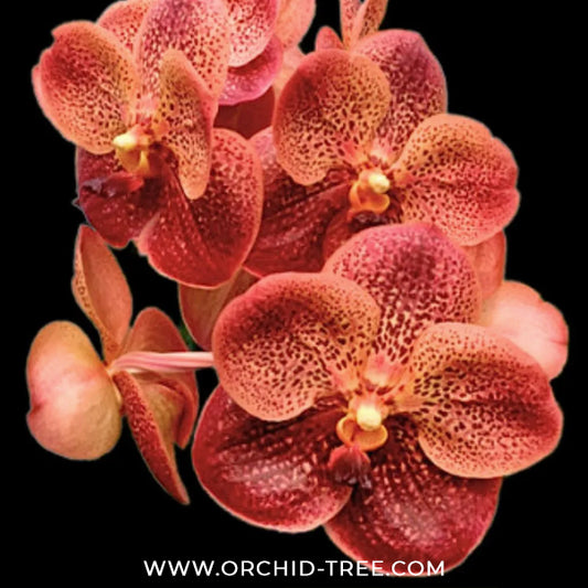 Vanda Somsri Gold x Bitz’s Heartthrob #1 Orchid Plant - MS