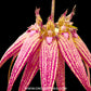 Bulbophyllum Elizabeth Ann Buckleberry Orchid Plant - BS