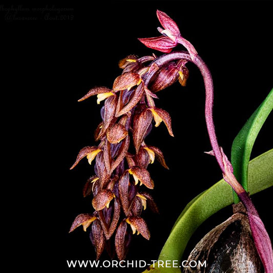 Bulbophyllum morphologorum sp. Pink Orchid Plant - BS