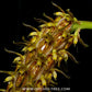 Bulbophyllum morphologorum sp. Pink Orchid Plant - BS