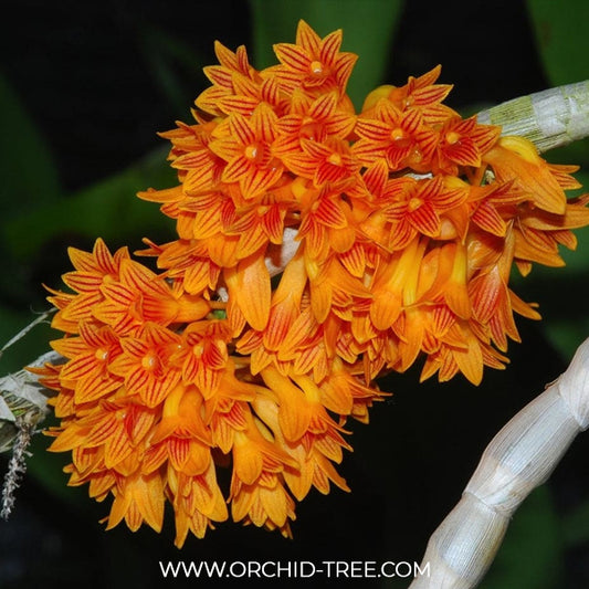 Dendrobium bullenianum sp. Orchid Plant - BS