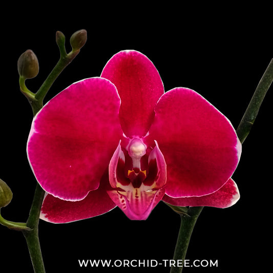 Phalaenopsis Bull's Eye Orchid Plant - FF