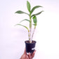 Dendrobium Burana White Giant - BS