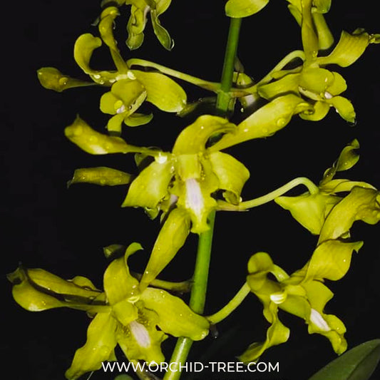 Dendrobium Caesar Green Orchid - FF