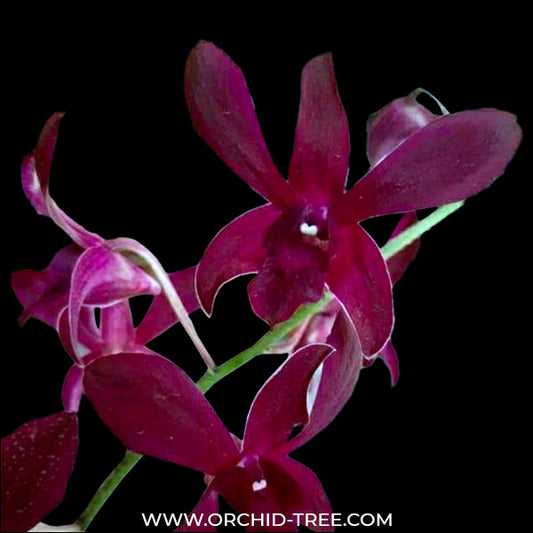Dendrobium Ceasar Red Captain Orchid Plant - BS