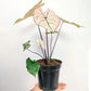 Caladium